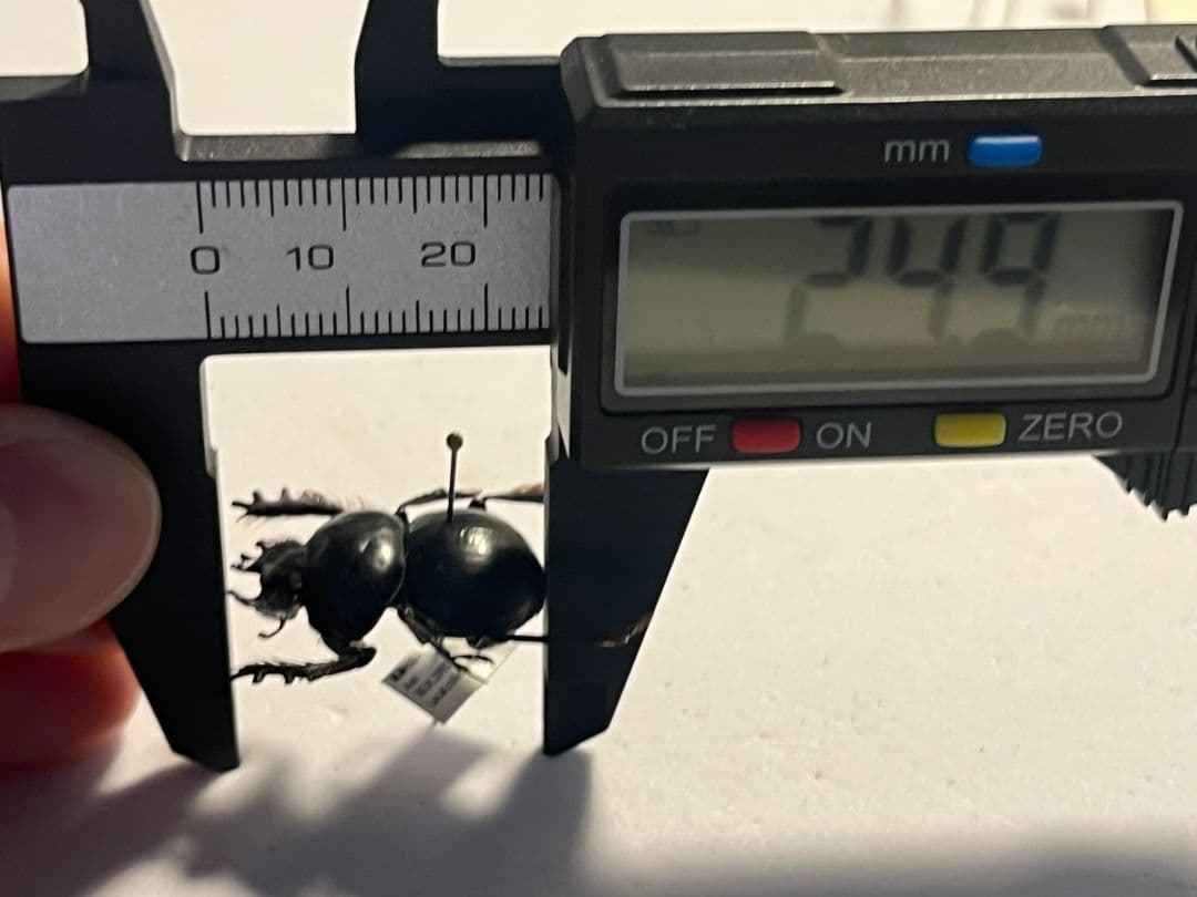 【24mm♂】クモガタタマオシコガネに酷似のPachysoma標本　糞虫