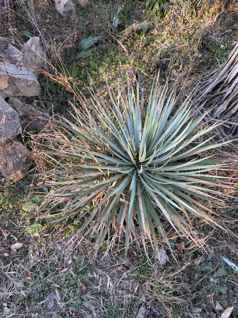 ユッカ　トンプソニアーナ