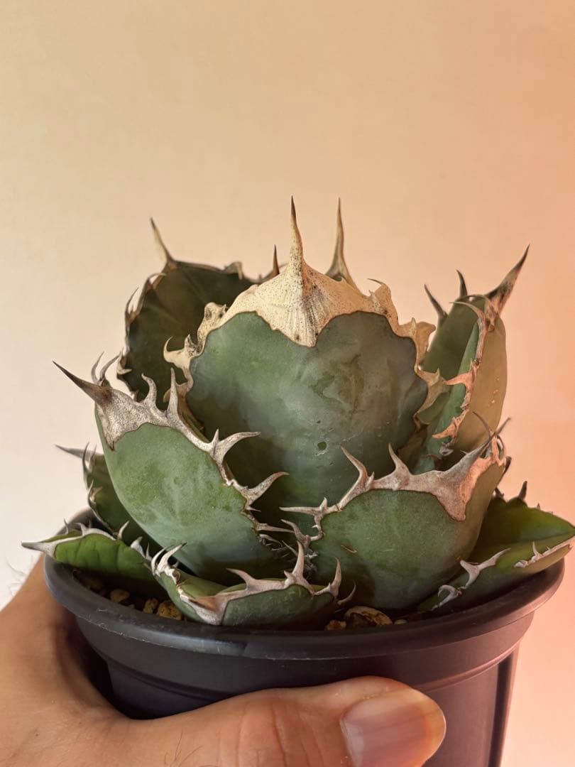 専用のため購入不可