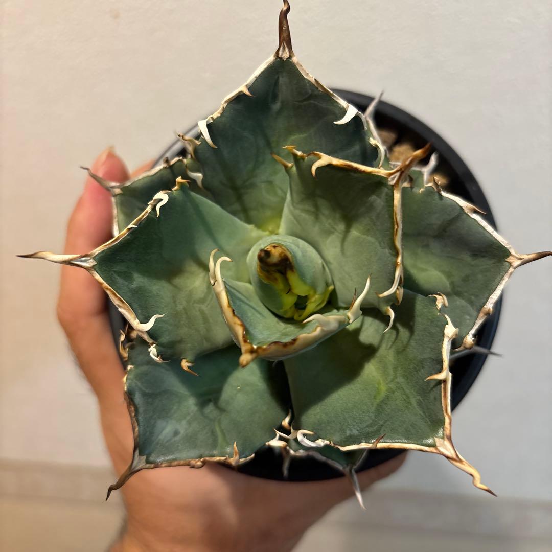 専用のため購入不可