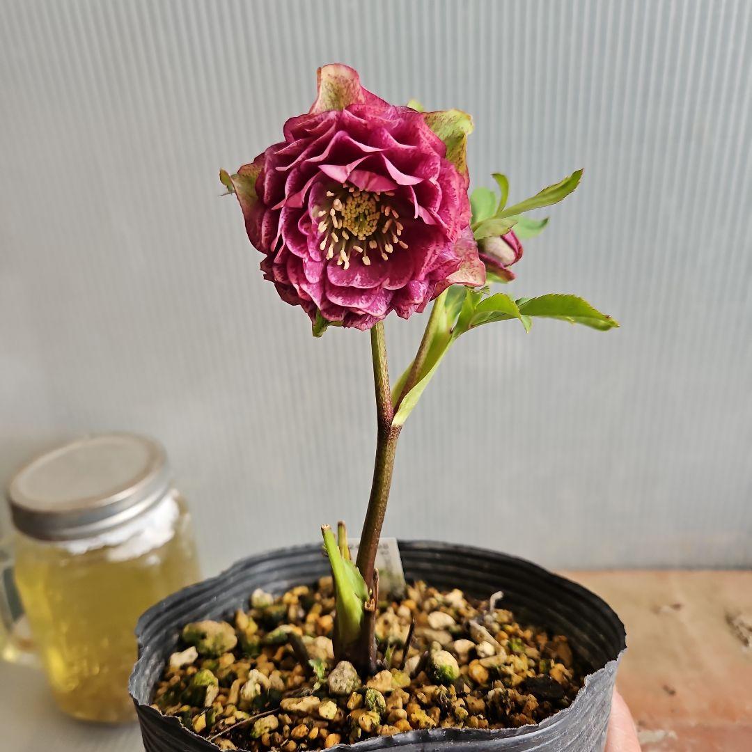 ㉖-484クリスマスローズ