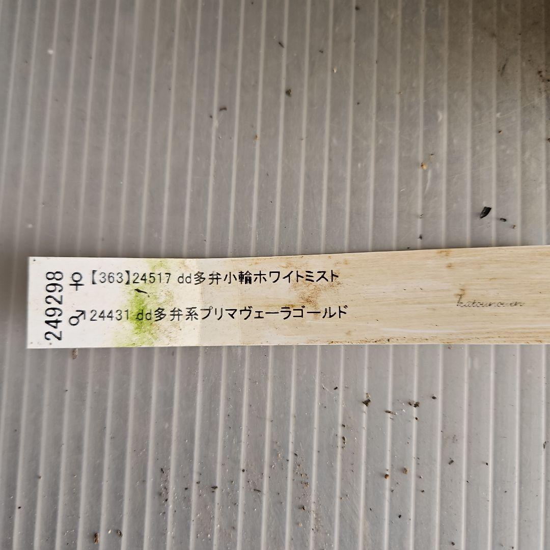 ㉖-484クリスマスローズ