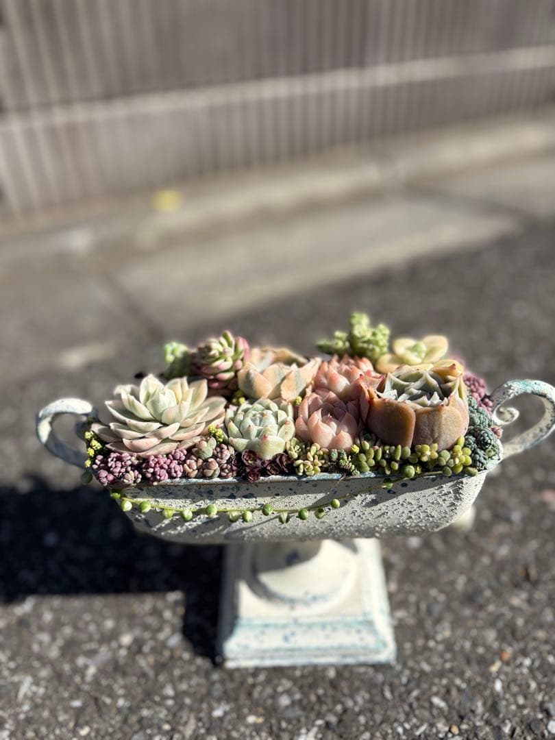 多肉植物の寄せ植え　すぐに飾れる　錦入り