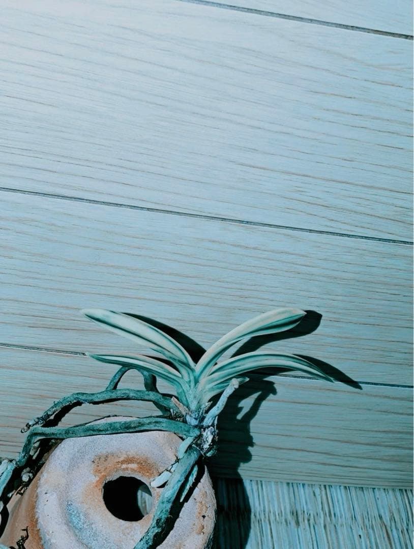 【むっちゃんさん専用品】富貴蘭「不老白」最上柄