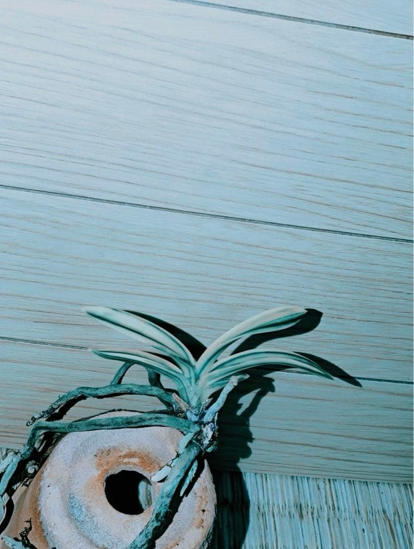 【むっちゃんさん専用品】富貴蘭「不老白」最上柄