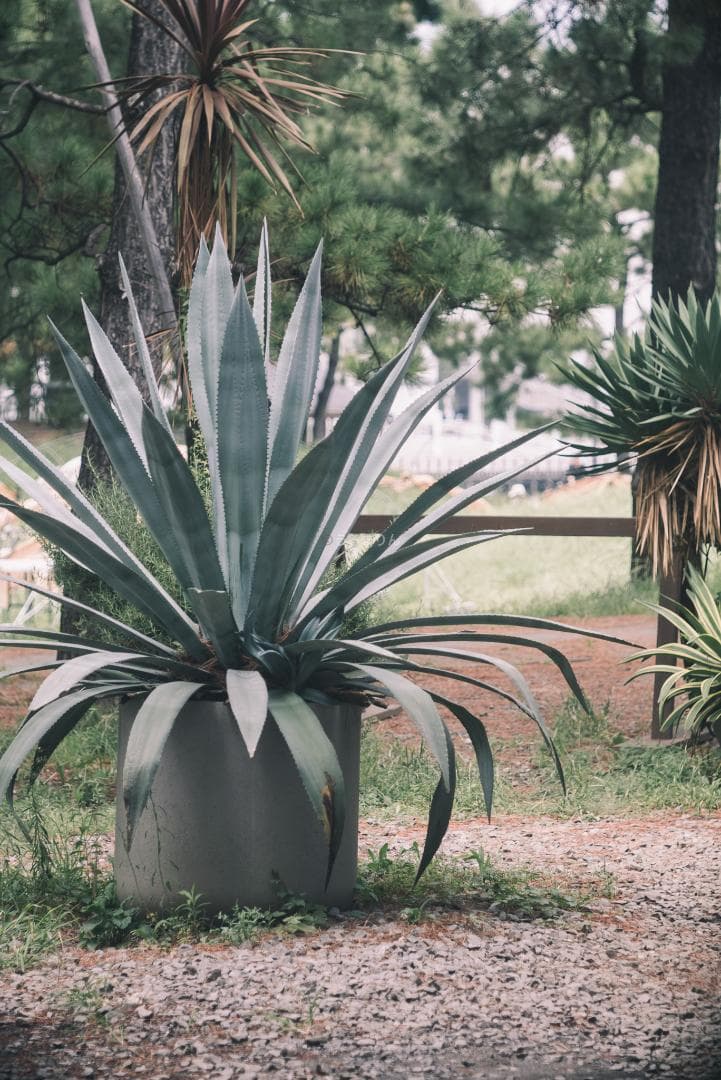 お買得品！希少黒！Leica Hektor 135mm F4.5 オールドレンズ