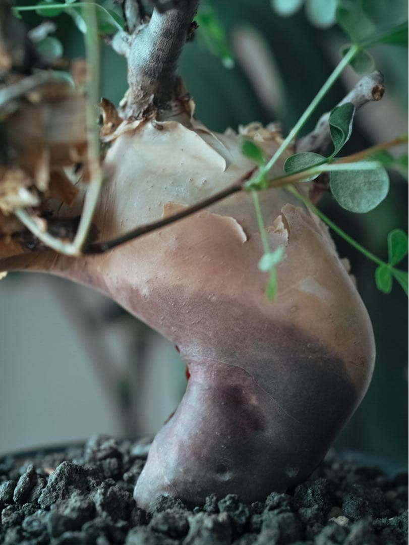 コミフォラ　カタフ　ピュア(ソマリア) 現地株　発根済