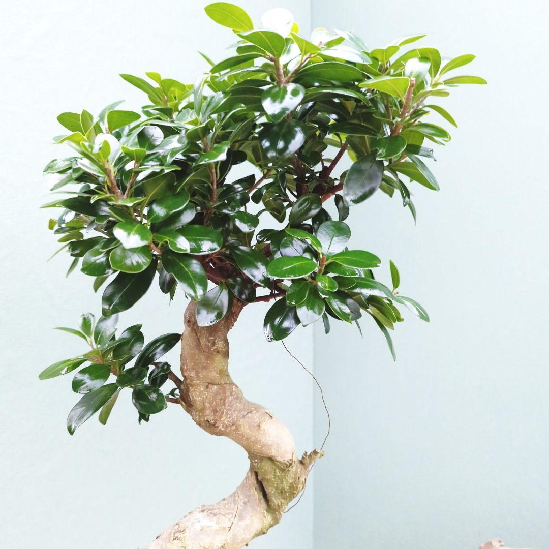 縁起物 曲がりガジュマル 昇り龍 (現品) 曲線 陶器 白ポット ７号