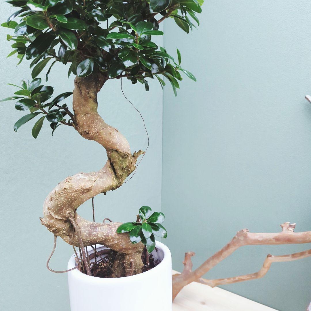 縁起物 曲がりガジュマル 昇り龍 (現品) 曲線 陶器 白ポット ７号