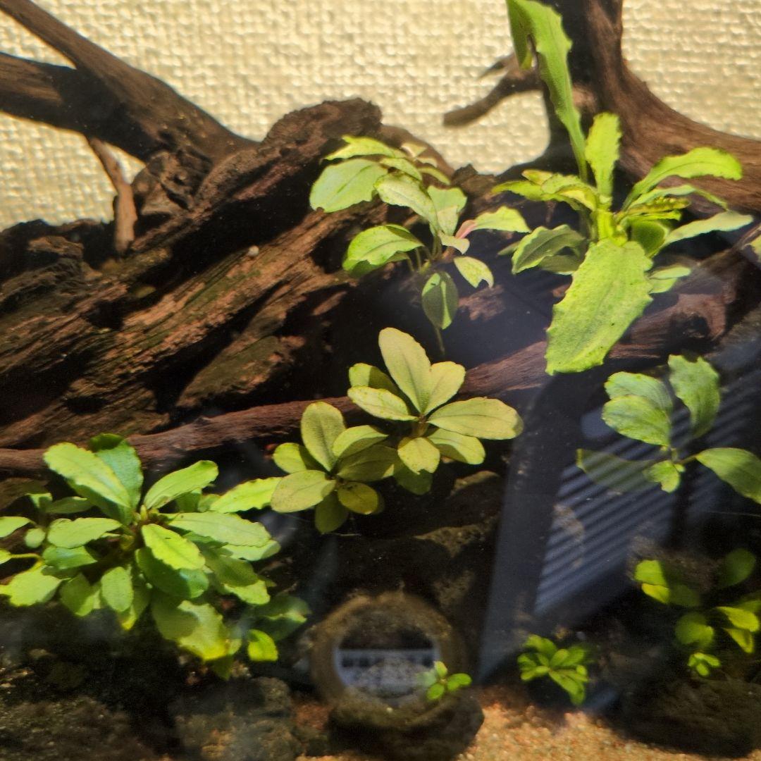 ブセファランドラ　写真のものすべて　水中葉　引退出品