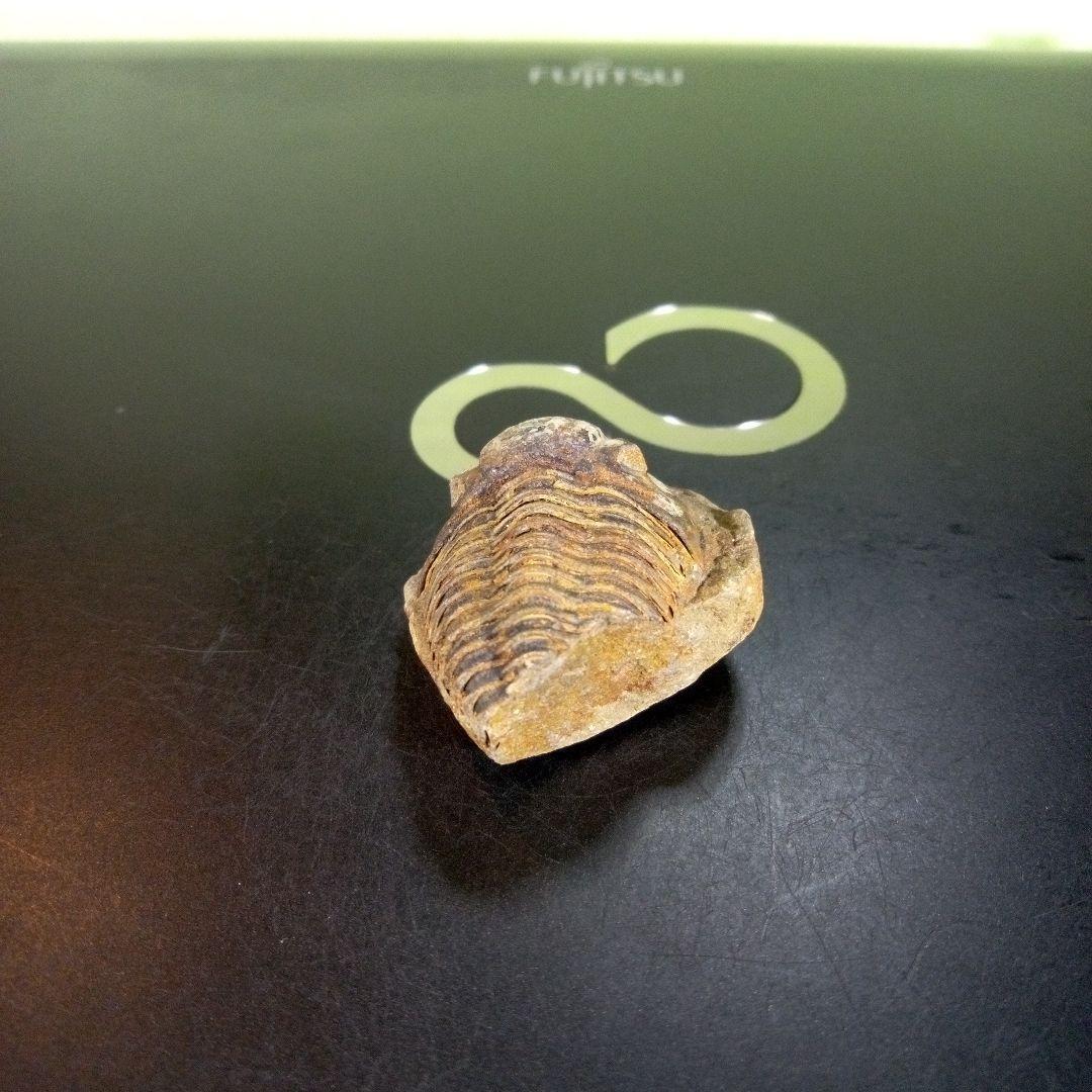 三葉虫　化石　fossil　ボリビア産　trilobite　南アメリカ化石郡⑦