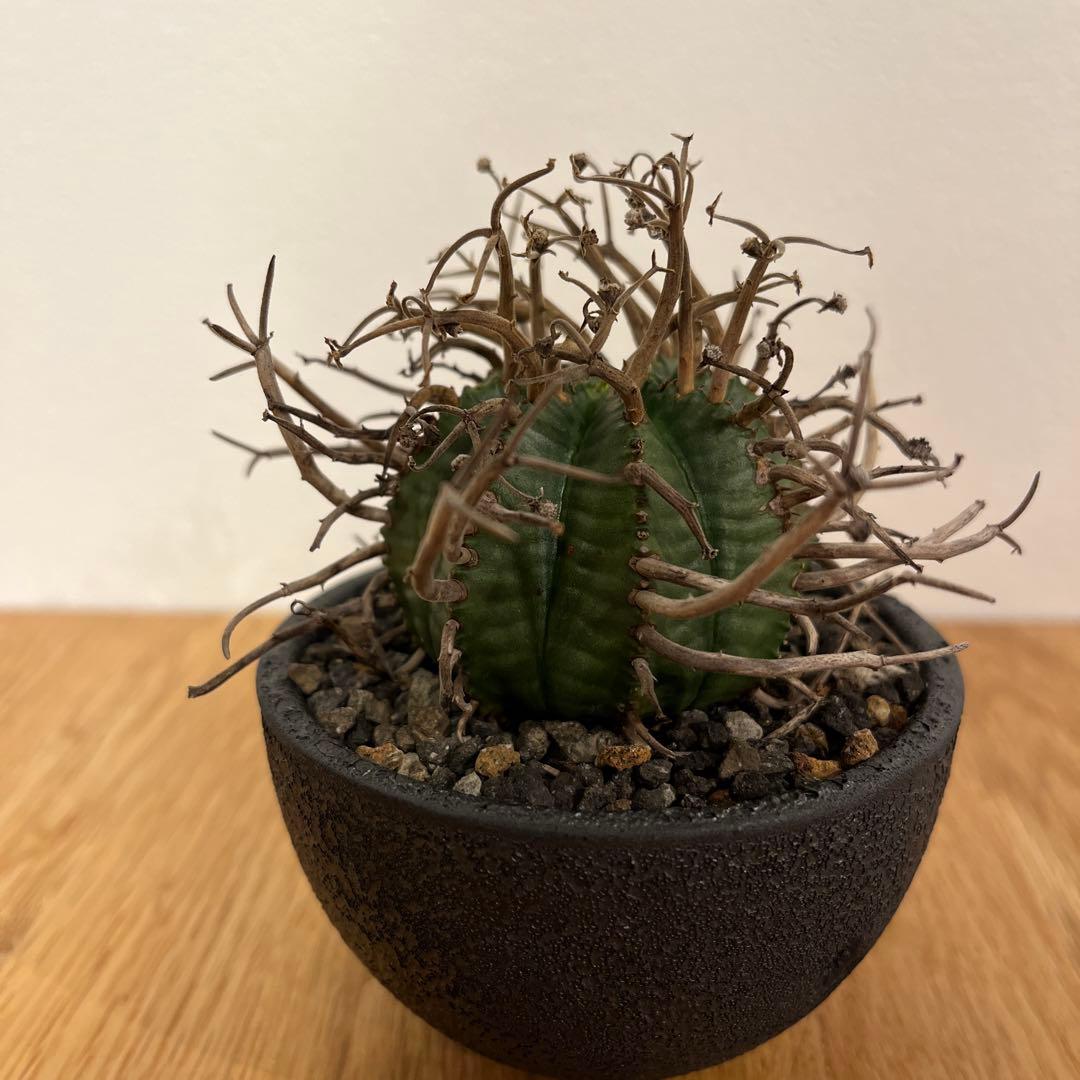 ユーフォルビア　スーパーバリダ　有名店購入　超良型