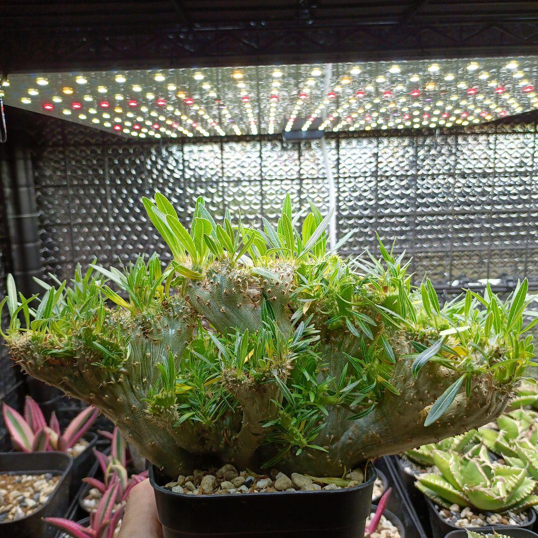 綴化　パキポディウム　グラキリス　特大　良型