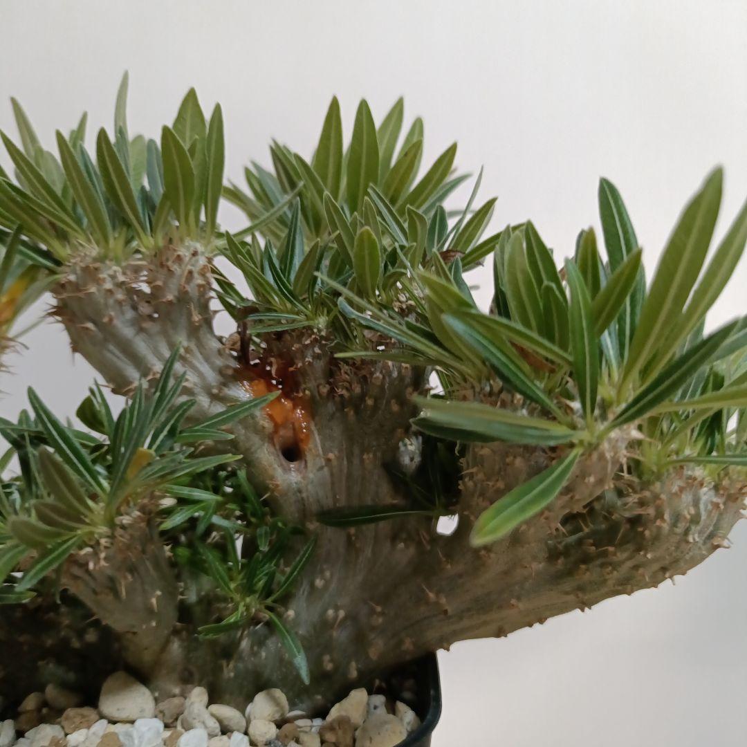 綴化　パキポディウム　グラキリス　特大　良型