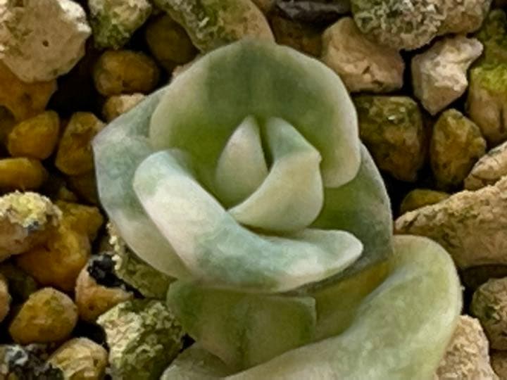 ❤️専用出品❤️ラブリーローズ錦　　　　　　　　　❤️可愛くなる予感①❤️