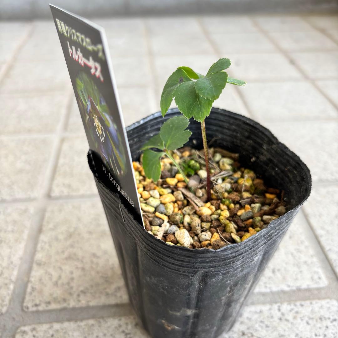 原種　クリスマスローズ 苗　クリロー　希少　クリスマスローズ