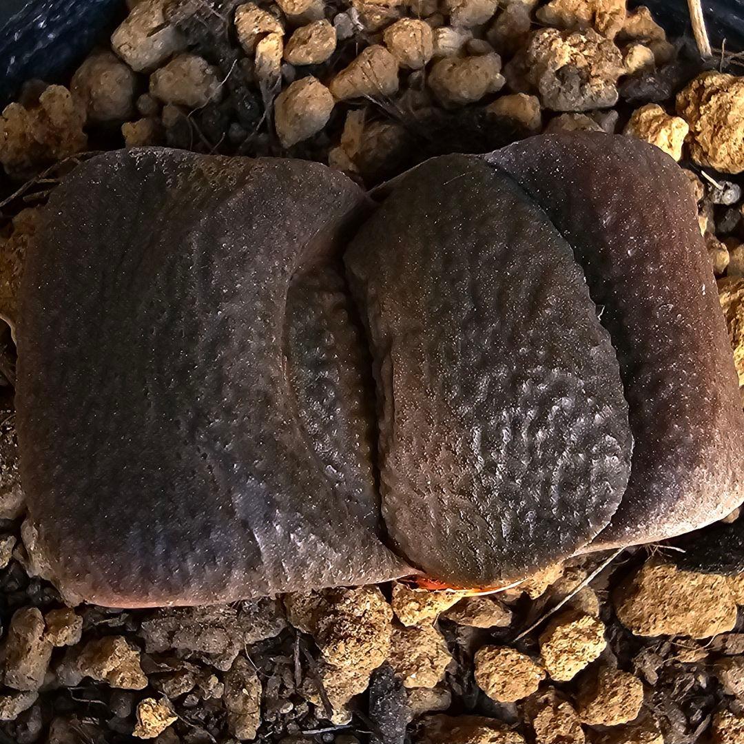 メルカリ便発送&ロウルサンコさんラベル付き☆ガステリア 臥牛十兵衛