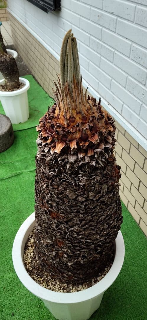 ソテツ 10号プラ鉢 高さ(鉢底から)75cm 極太