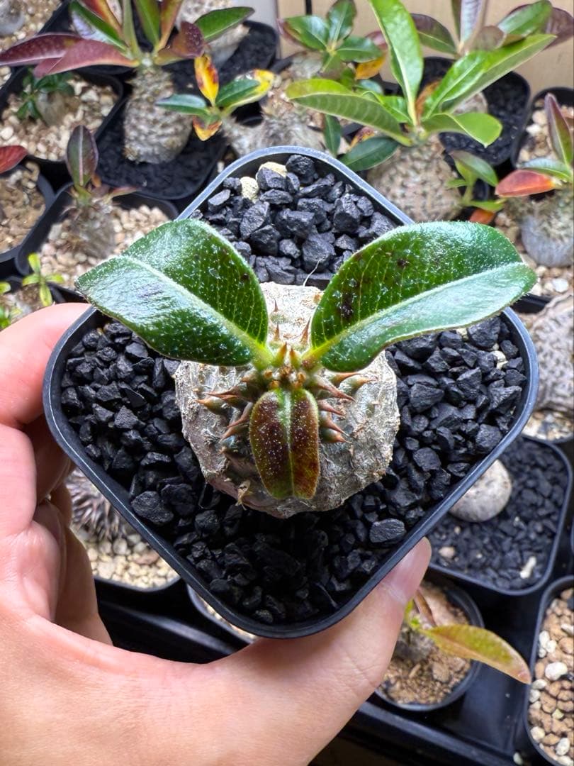 パキポディウム ウィンゾリー 実生 32