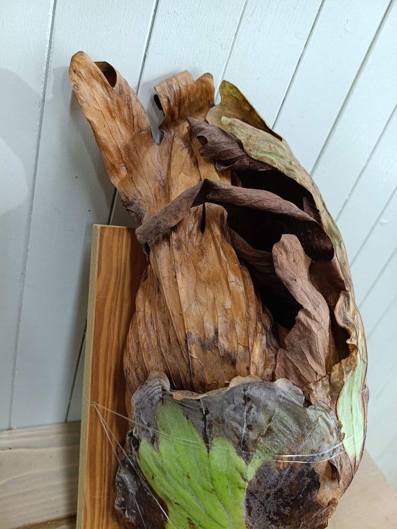 BIG8ページX505　A268リドレイ、コロナリウム