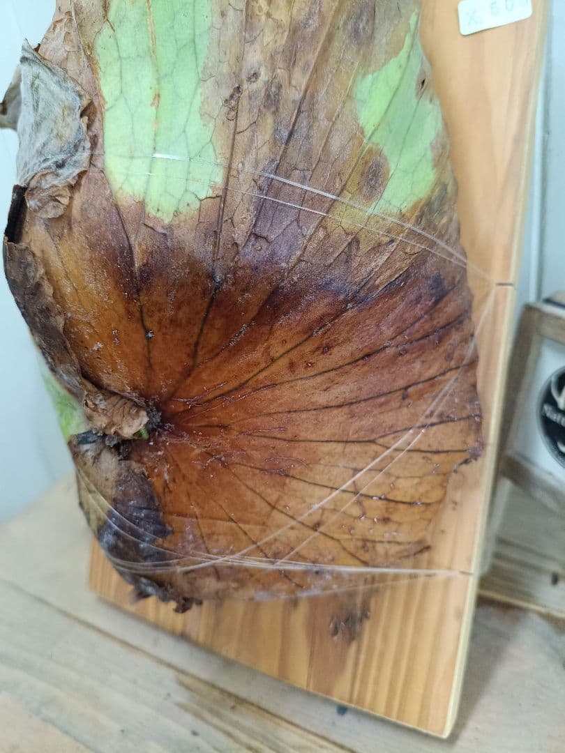 BIG8ページX505　A268リドレイ、コロナリウム