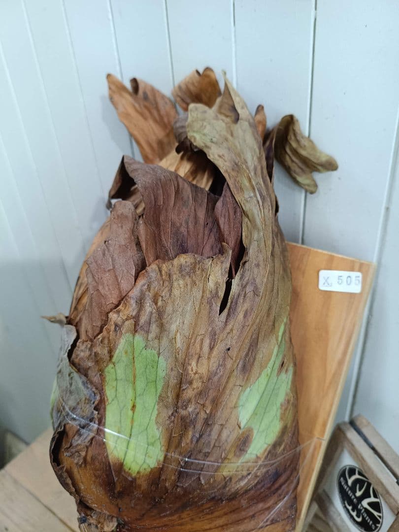 BIG8ページX505　A268リドレイ、コロナリウム