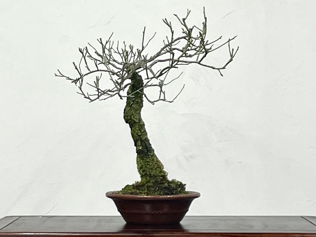 三河盆栽　野梅　盆栽　梅盆栽