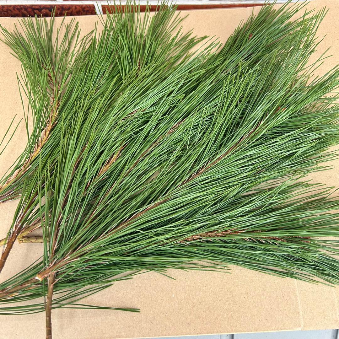 am☆さま専用 超特大一対90cm 門松 ハンドメイド 自然栽培