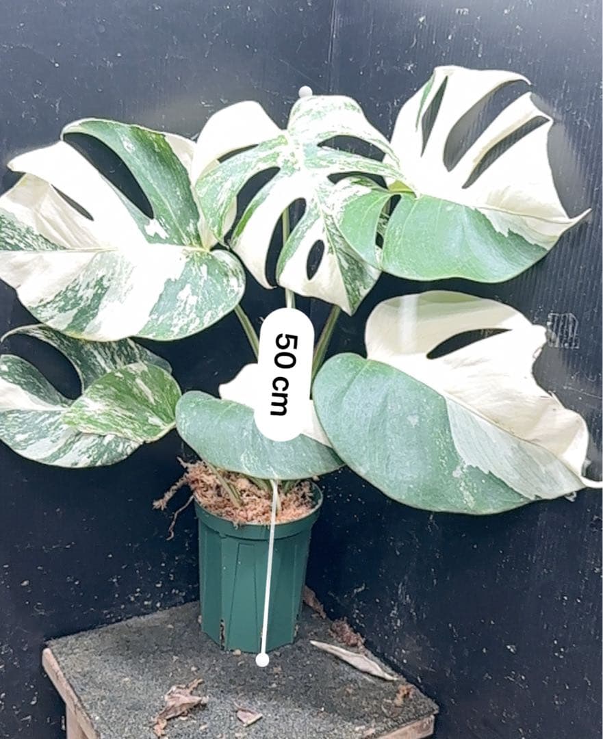 f*1様 斑入りモンステラ ホワイトタイガー極美大株50cm白斑多