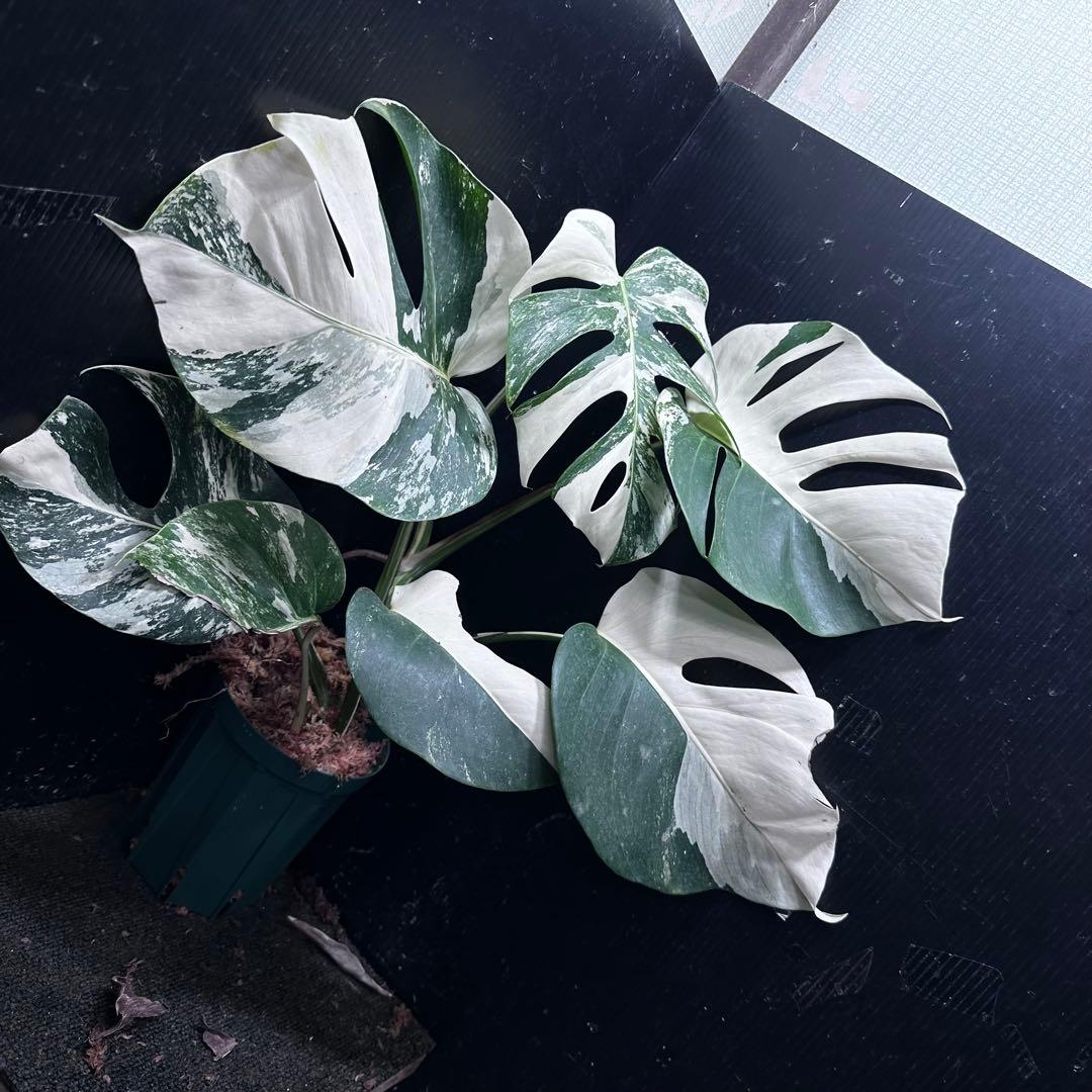 f*1様 斑入りモンステラ ホワイトタイガー極美大株50cm白斑多