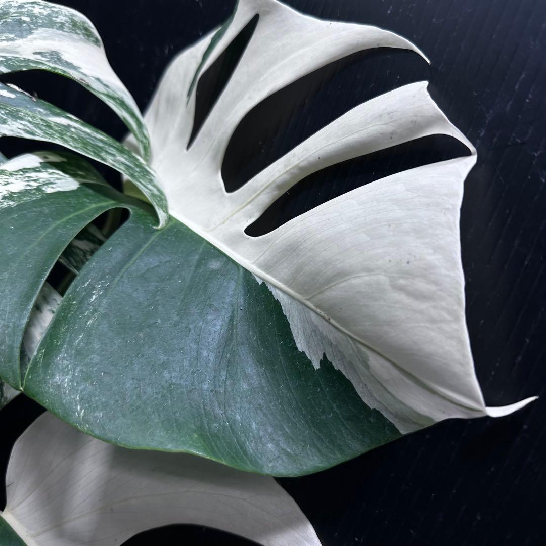 f*1様 斑入りモンステラ ホワイトタイガー極美大株50cm白斑多