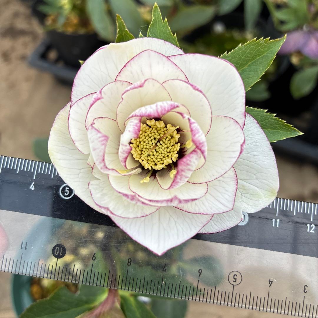 クリスマスローズ　ピコティフラッシュ　開花途中　６寸　珍しい