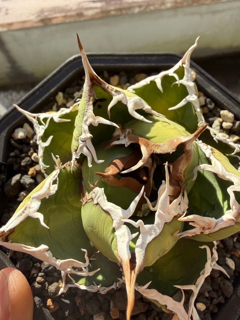 アガベ　チタノタ　包心龍　Lize産　親株　オテロイ