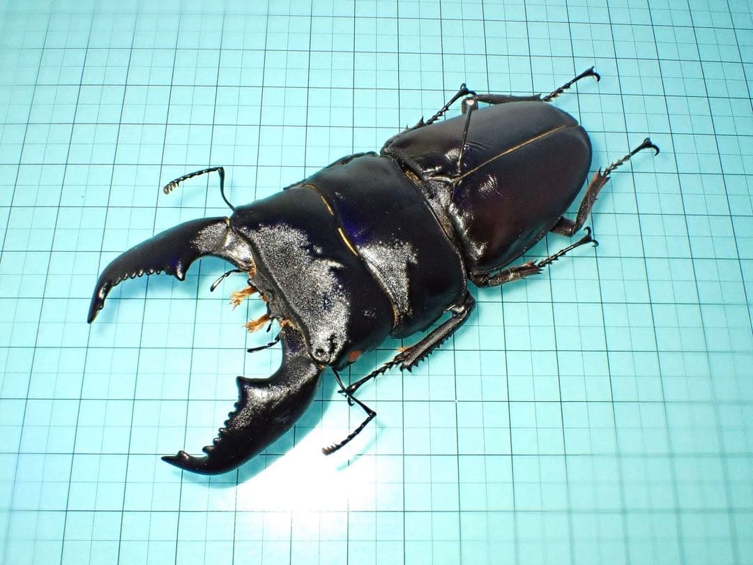 【標本】スマトラヒラタクワガタ　アチェ産　101.1ミリ　飼育品