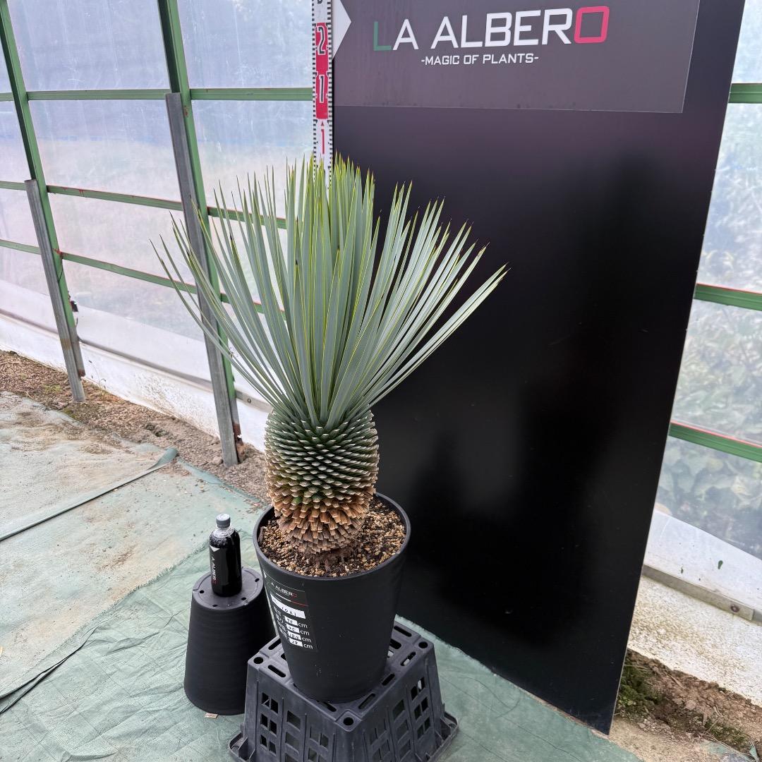 【AL1021】ユッカ　ロストラータ　在庫整理価格