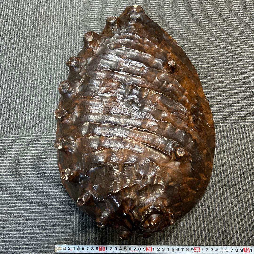 骨董品　大きなアワビの陶磁器