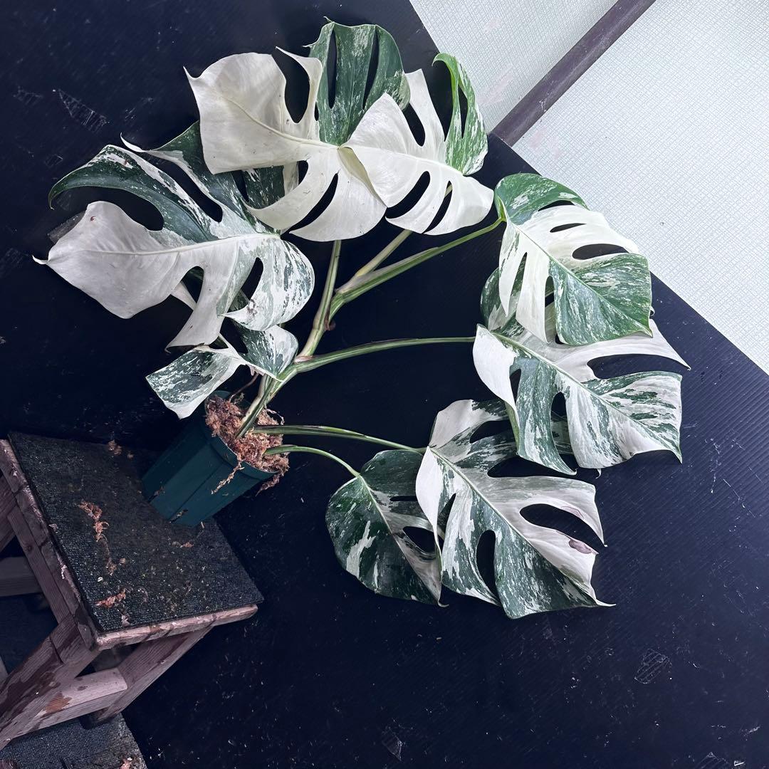 ミ*テ様 斑入りモンステラ ホワイトタイガー極美大株72cm白斑多