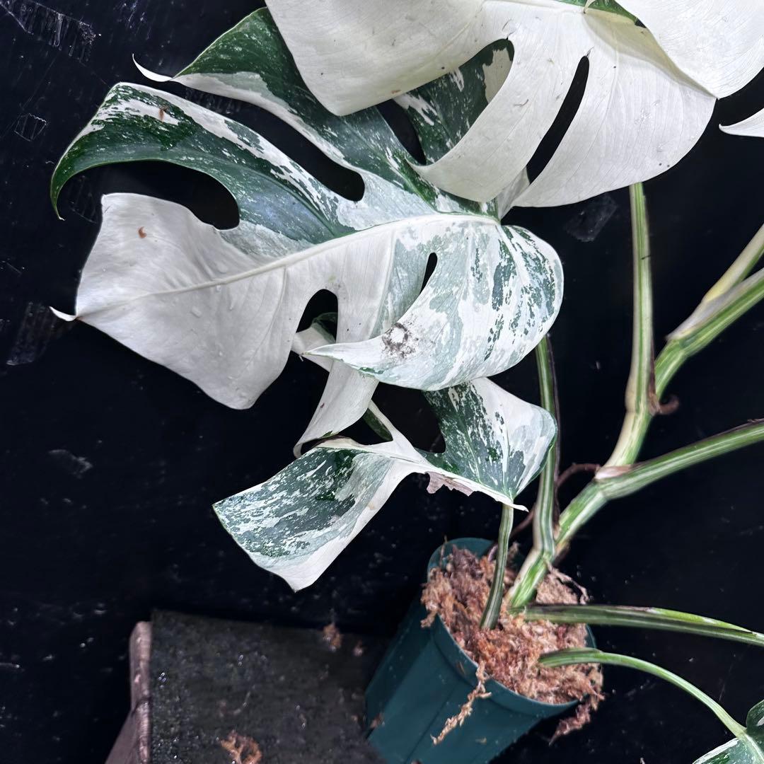 ミ*テ様 斑入りモンステラ ホワイトタイガー極美大株72cm白斑多