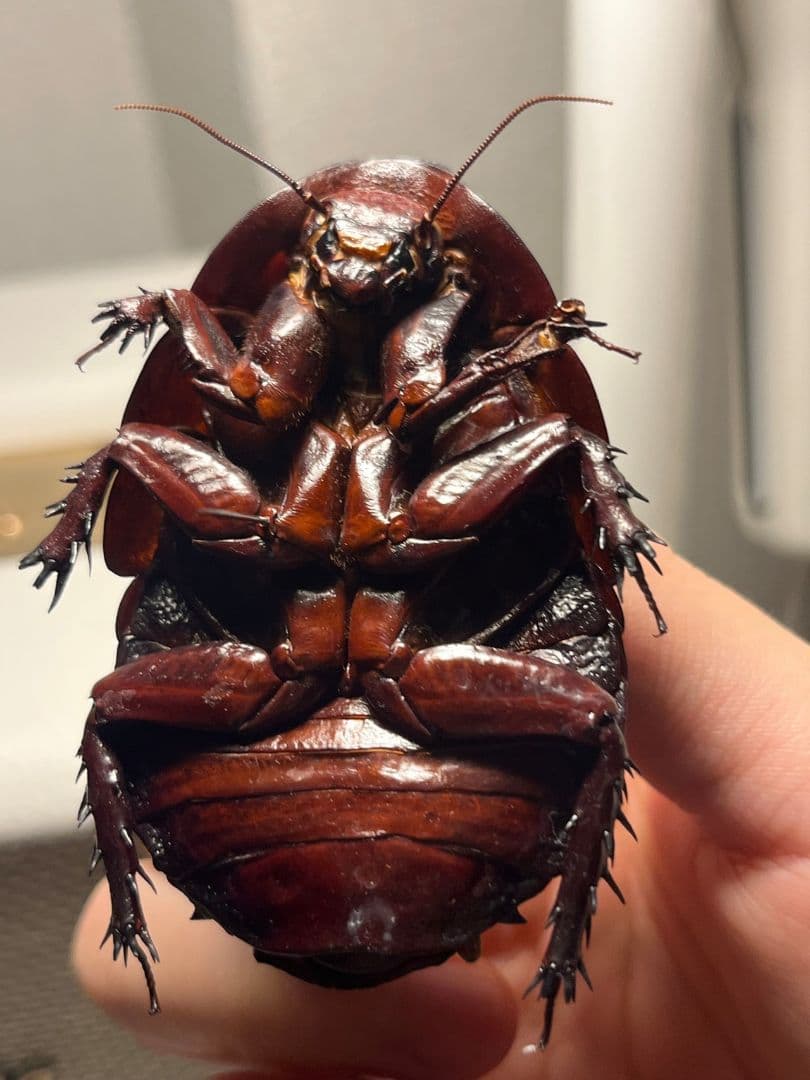 【71mm】ヨロイモグラゴキブリ Macropanesthia昆虫標本