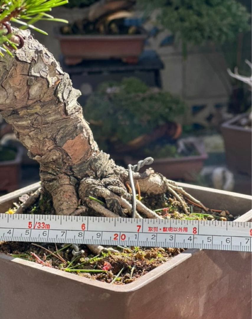 れ*れ様 黒松盆栽