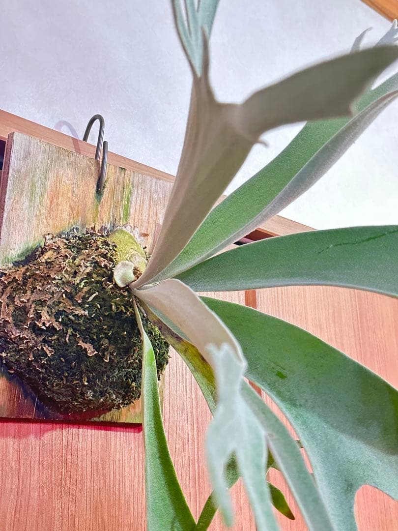 ビカクシダ harusame はるさめ