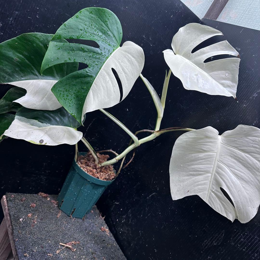 あ*さ様 モンステラ斑入りハーフムーンホワイトタイガー極美斑入り　　 57cm