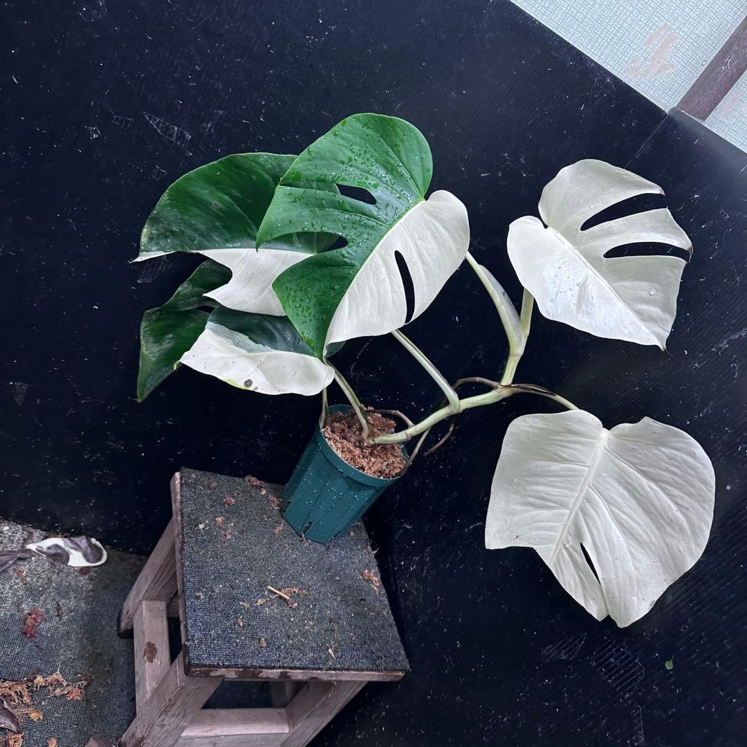 あ*さ様 モンステラ斑入りハーフムーンホワイトタイガー極美斑入り　　 57cm