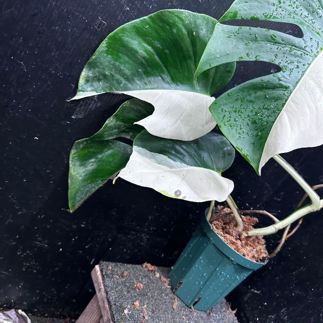 あ*さ様 モンステラ斑入りハーフムーンホワイトタイガー極美斑入り　　 57cm