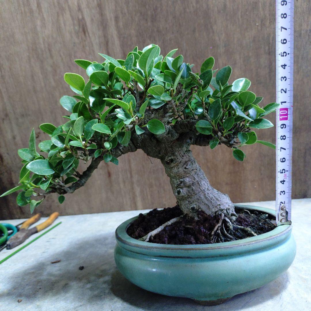 ガジュマル　誠様専門