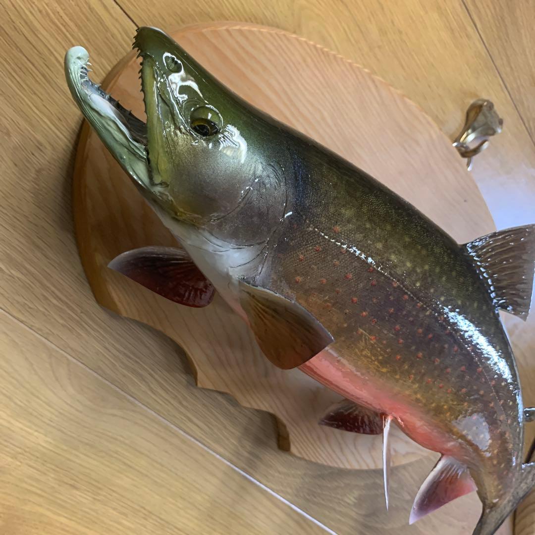 剥製　幅広ブルックトラウト三口シャクレ雄40センチ位 エフクラフト