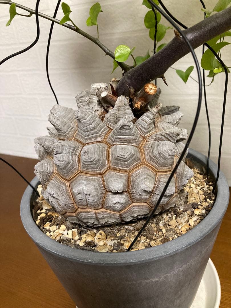 リ*ー様 【極上品】長谷川園芸　亀甲竜1-1