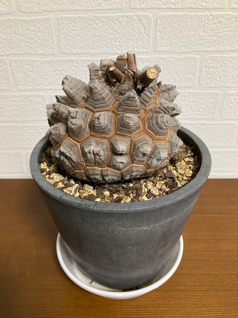 リ*ー様 【極上品】長谷川園芸　亀甲竜1-1