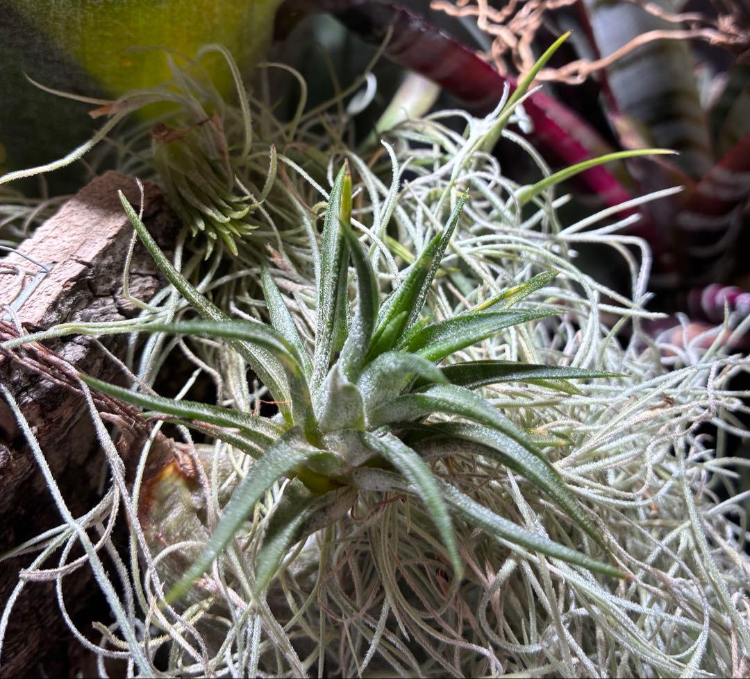 ブロメリア・エアープランツ Tillandsia ionantha Orange T'S TROPICALS