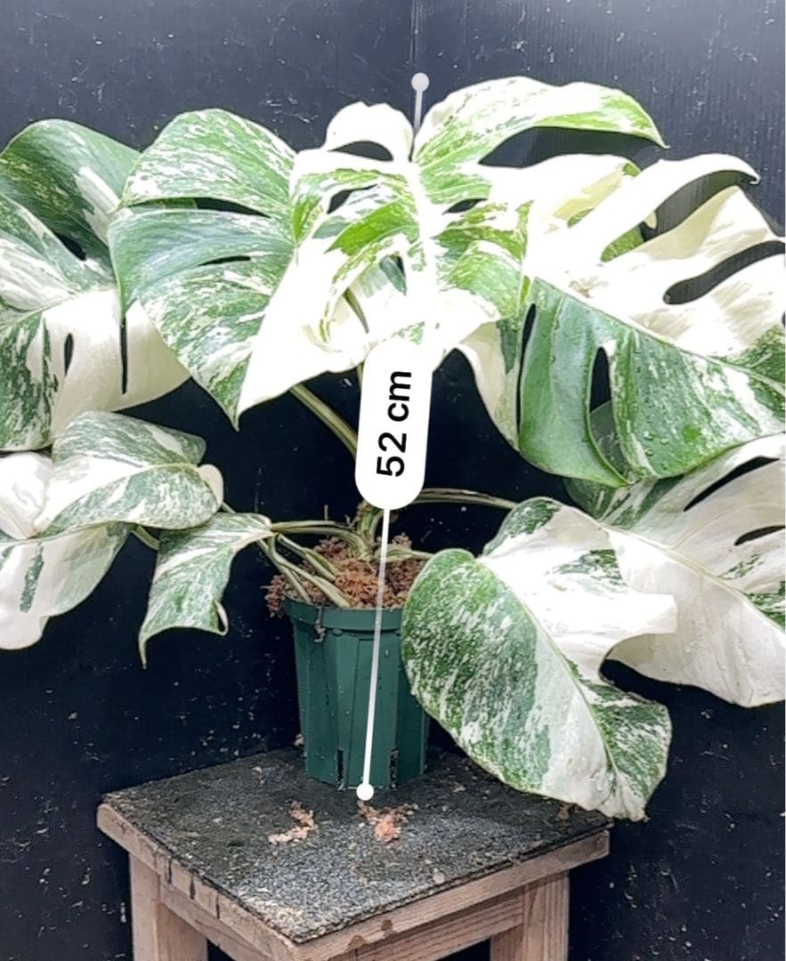 シ*ー様 斑入りモンステラ ホワイトタイガー極美大株52cm白斑多
